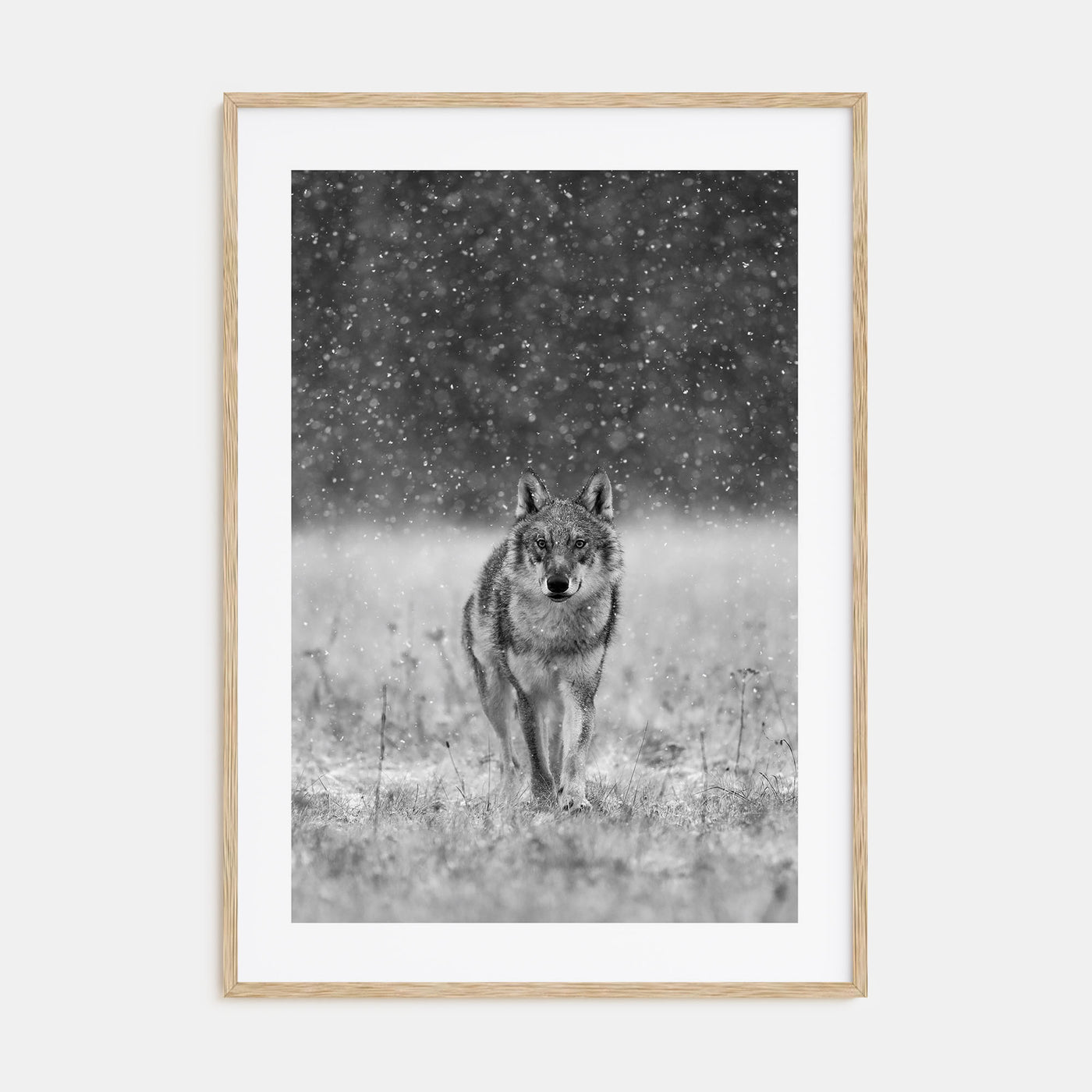 Wolf Photo B&W No 2 Poster