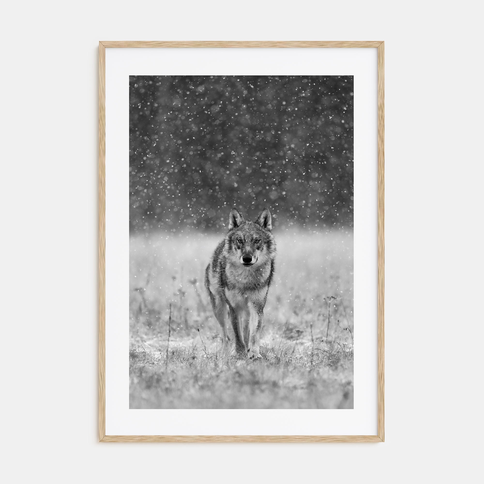 Wolf Photo B&W No 2 Poster