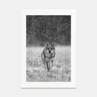 Wolf Photo B&W No 2 Poster