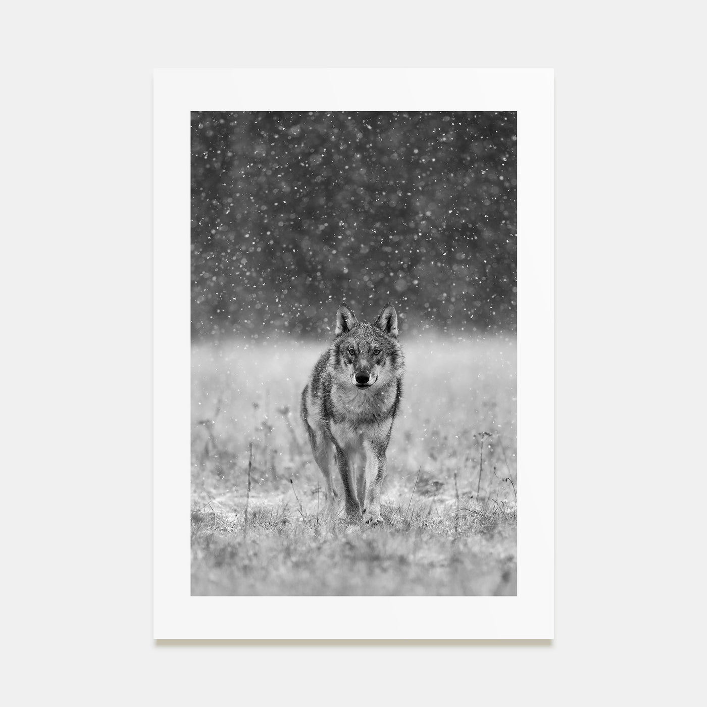 Wolf Photo B&W No 2 Poster