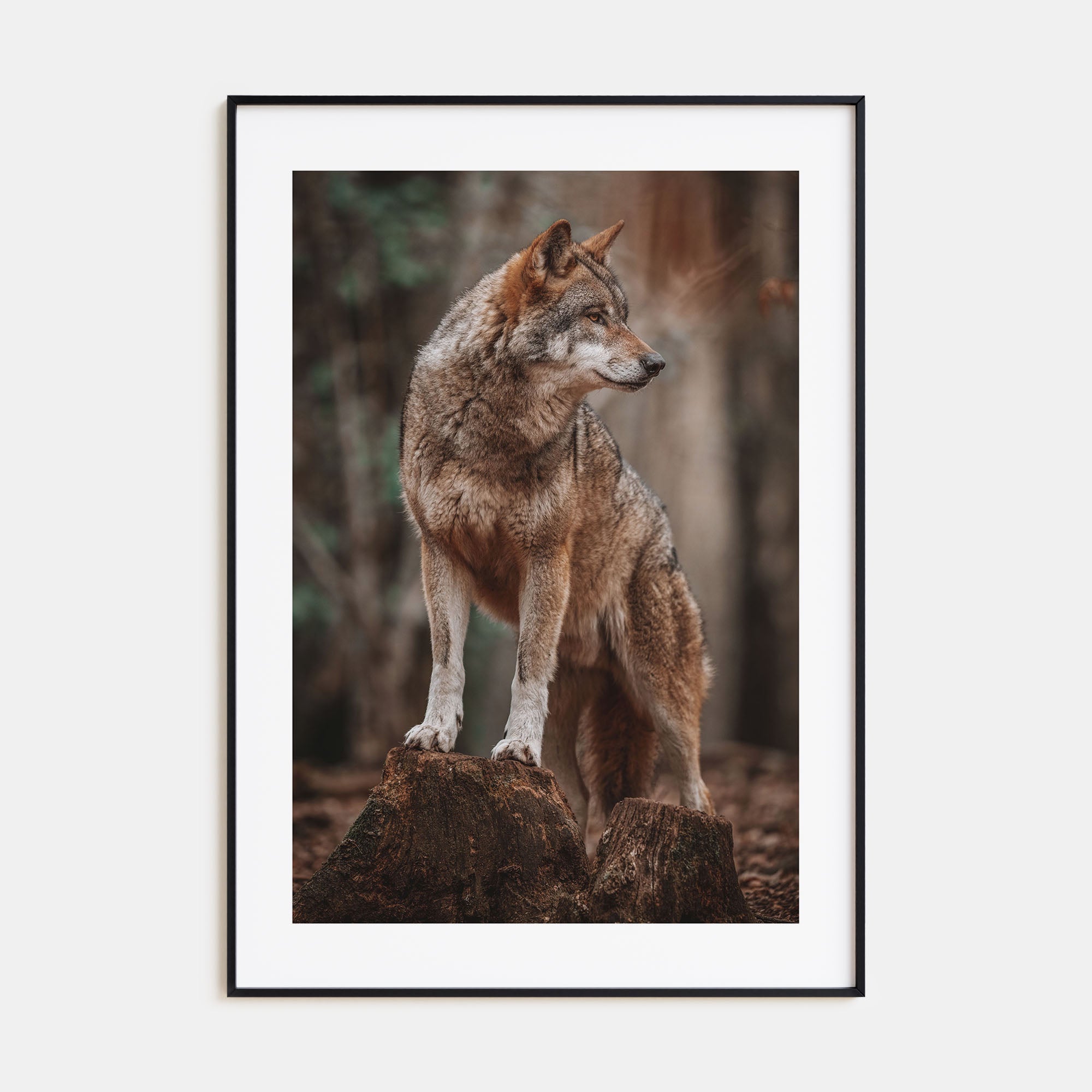 Wolf Photo Color No 1 Poster