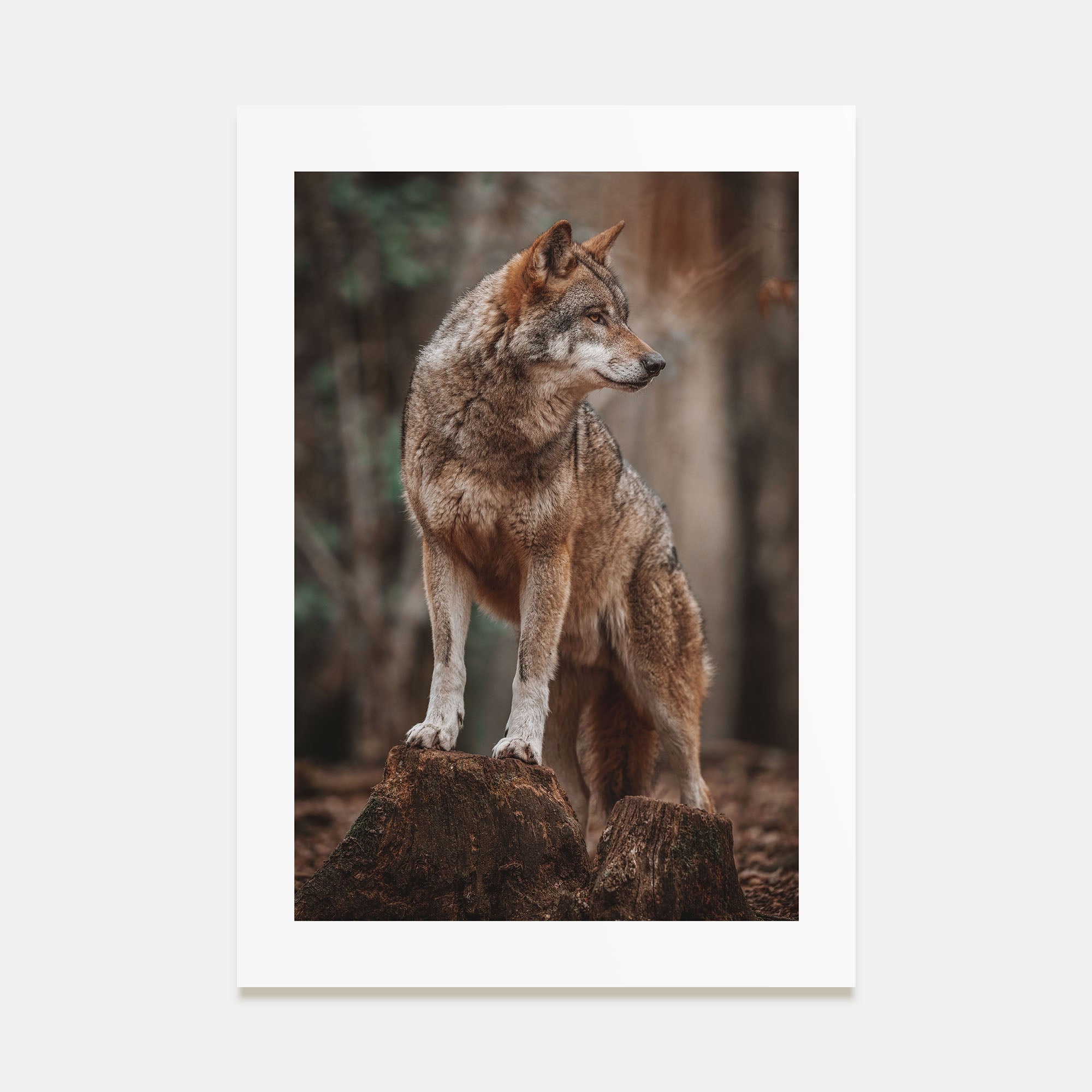 Wolf Photo Color No 1 Poster