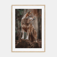 Wolf Photo Color No 1 Poster