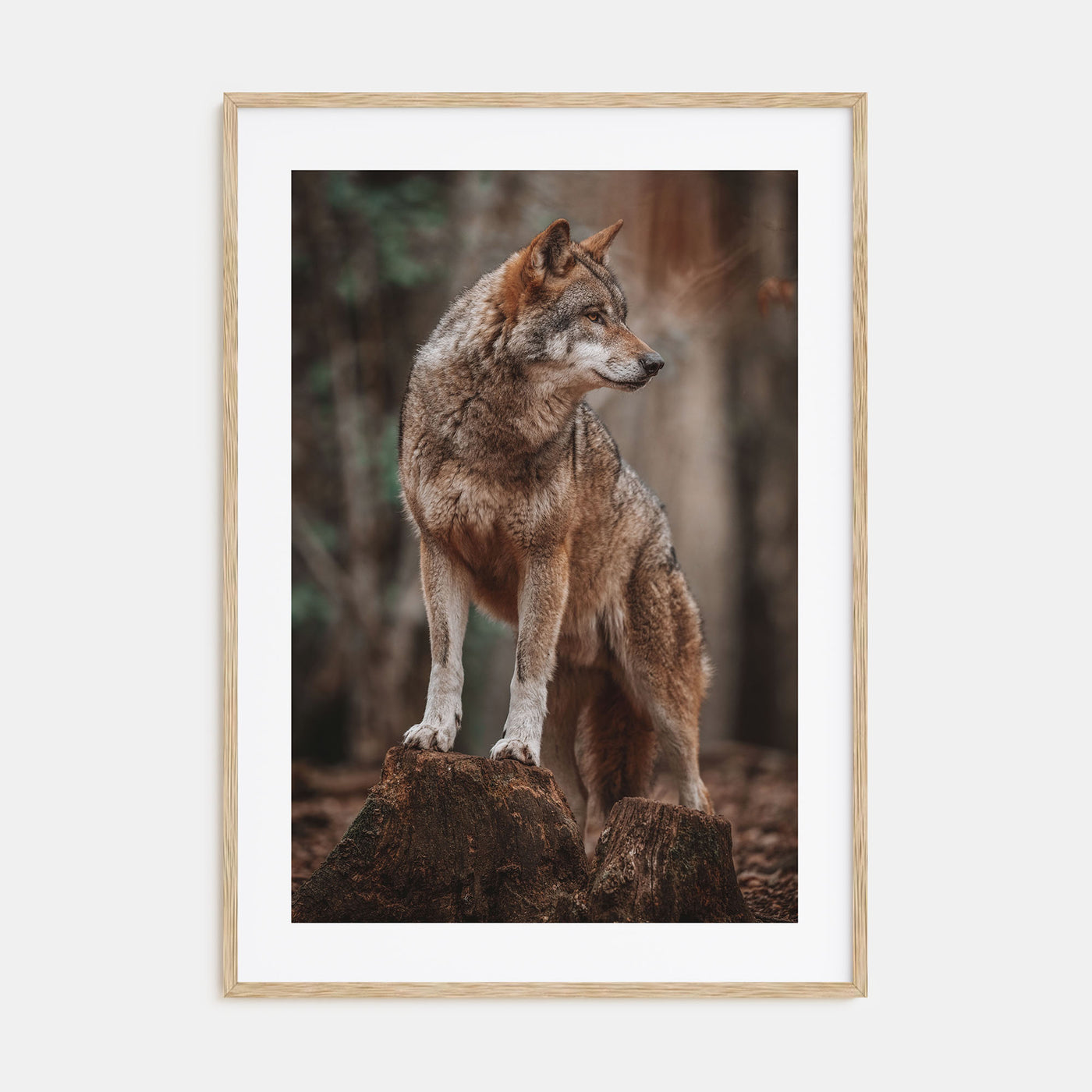 Wolf Photo Color No 1 Poster