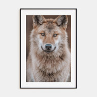 Wolf Photo Color No 2 Poster