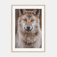 Wolf Photo Color No 2 Poster