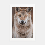 Wolf Photo Color No 2 Poster