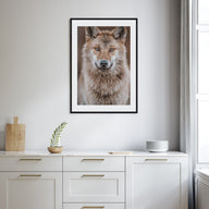 Wolf Photo Color No 2 Poster