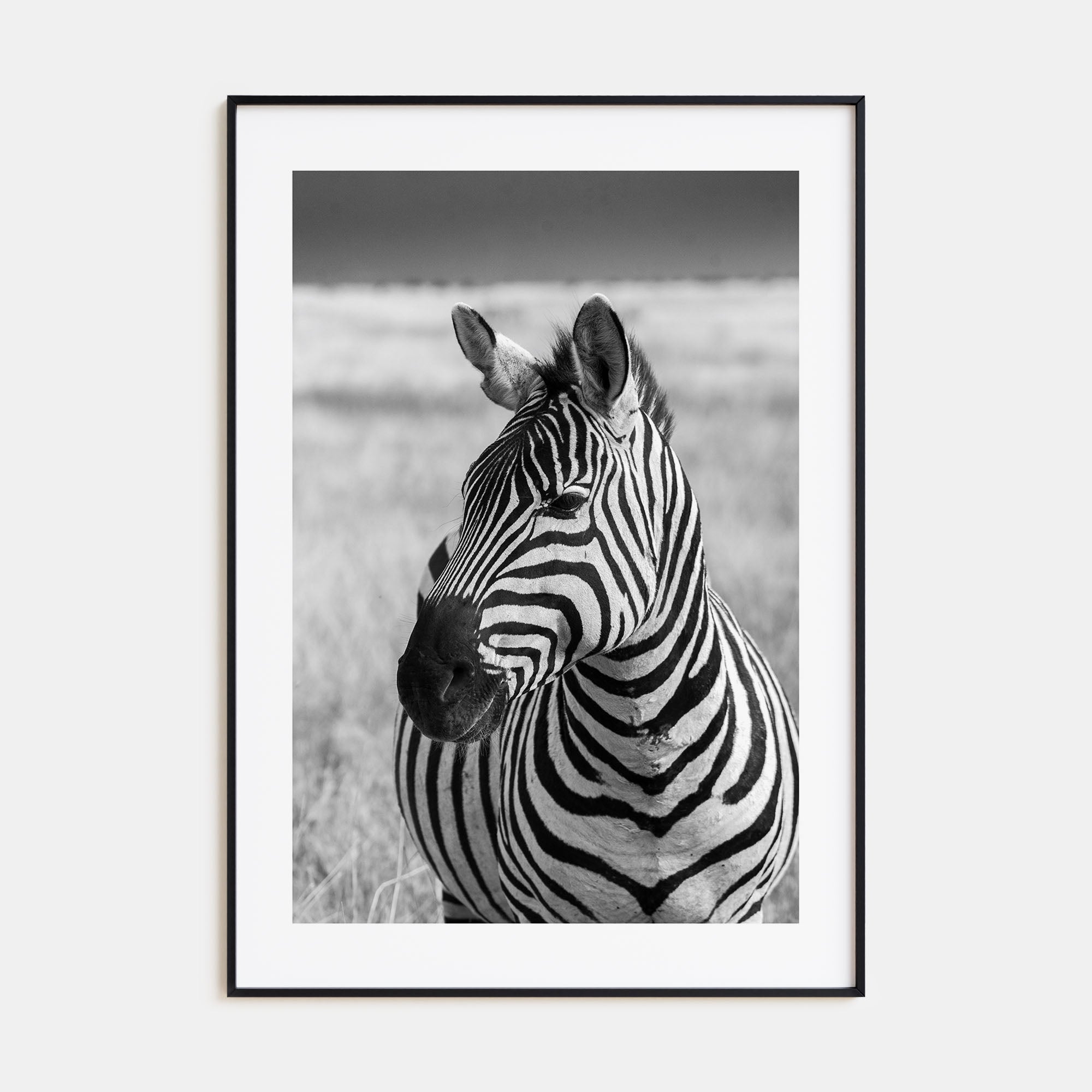 Zebra Photo B&W No 1 Poster