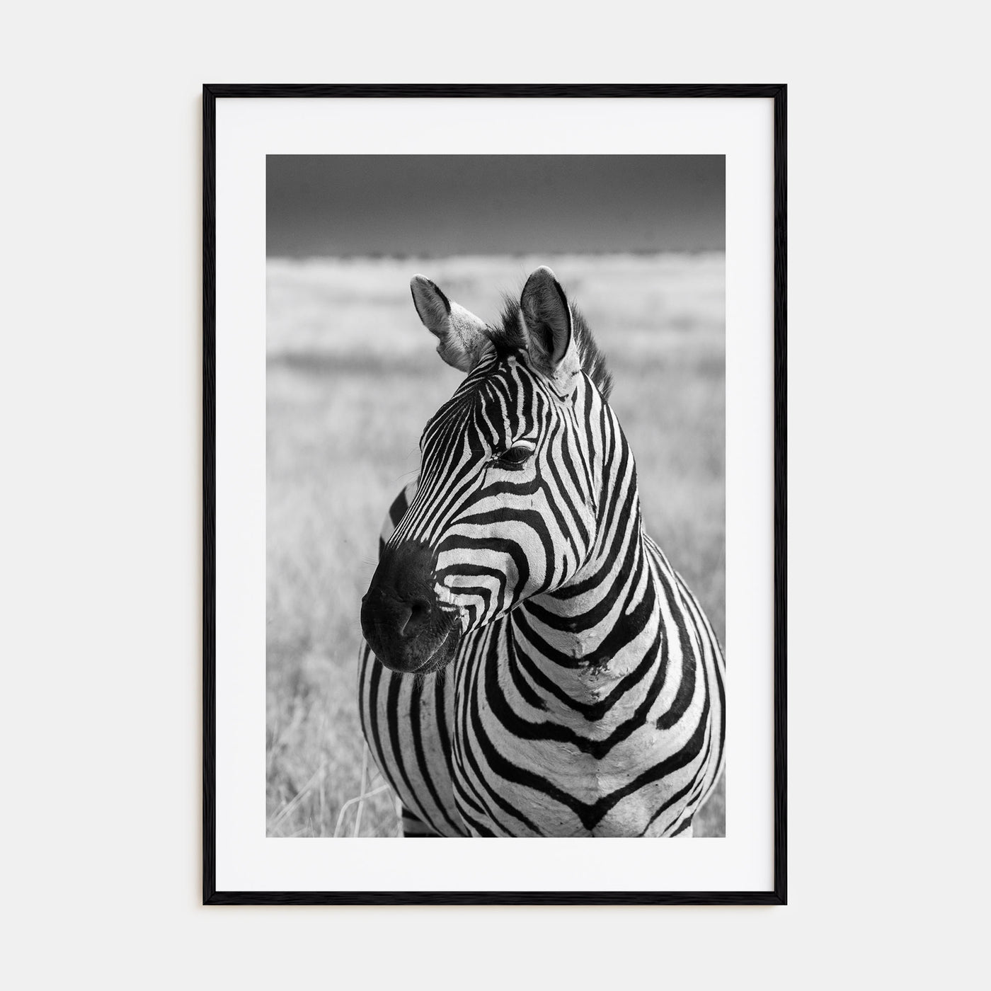 Zebra Photo B&W No 1 Poster