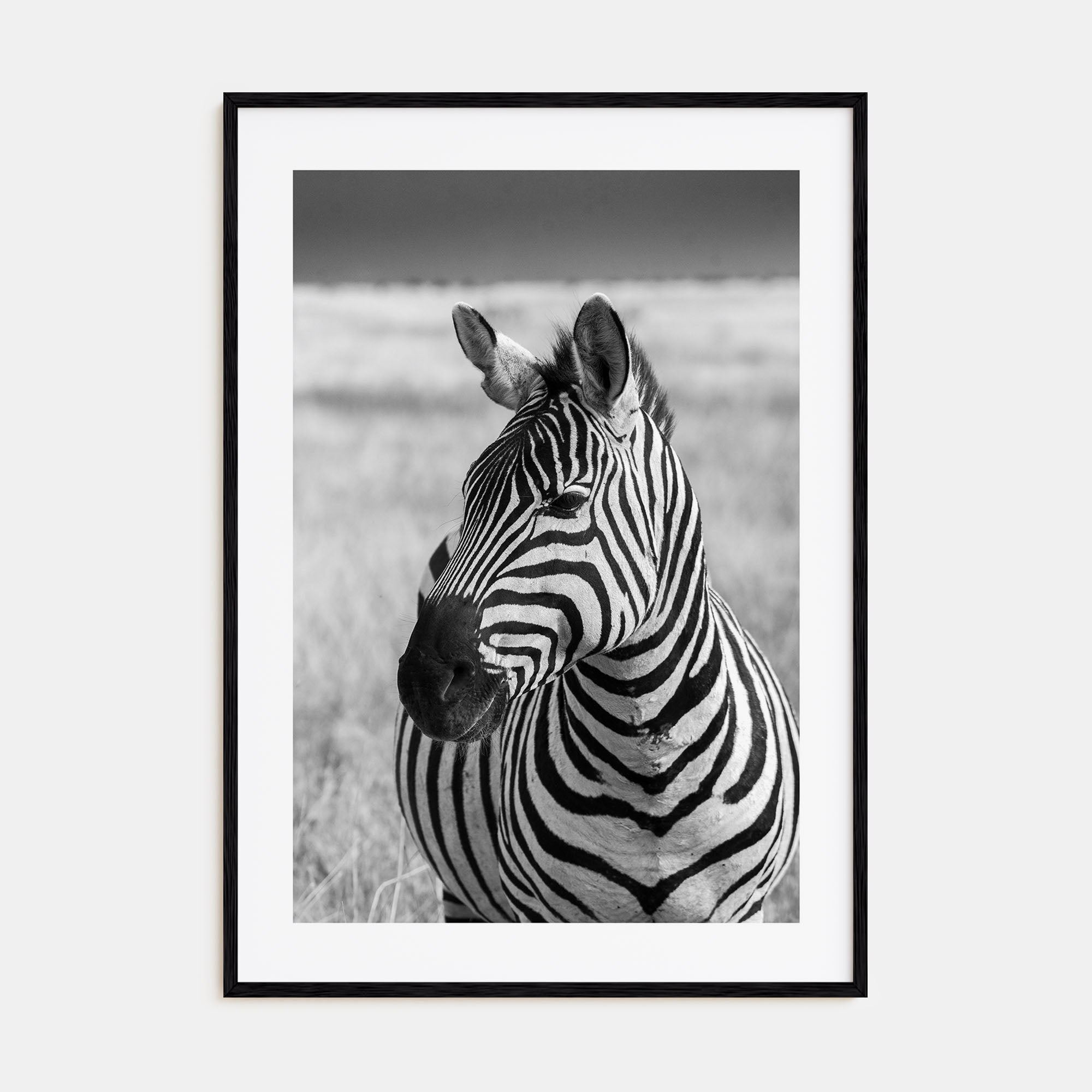 Zebra Photo B&W No 1 Poster