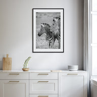 Zebra Photo B&W No 2 Poster