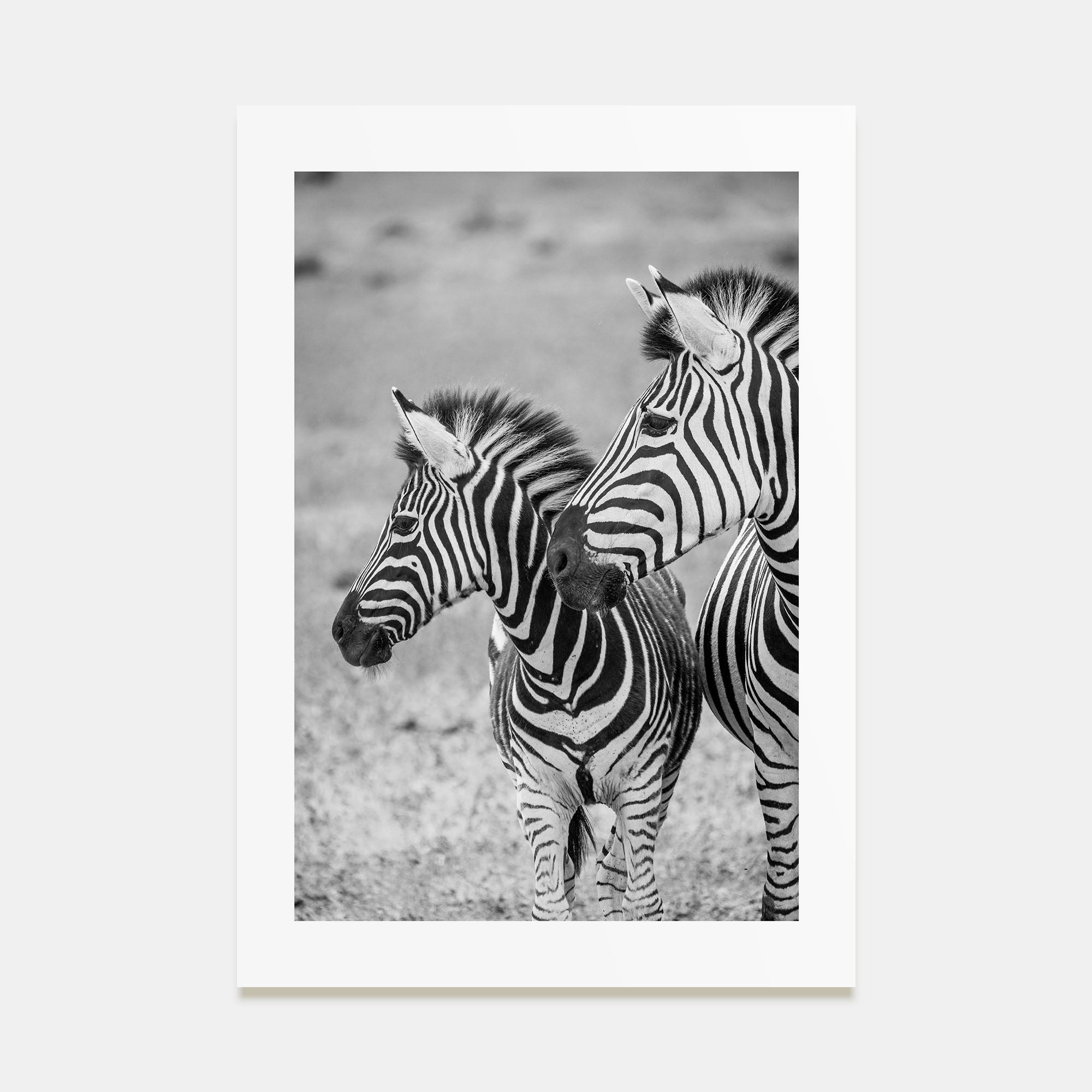 Zebra Photo B&W No 2 Poster