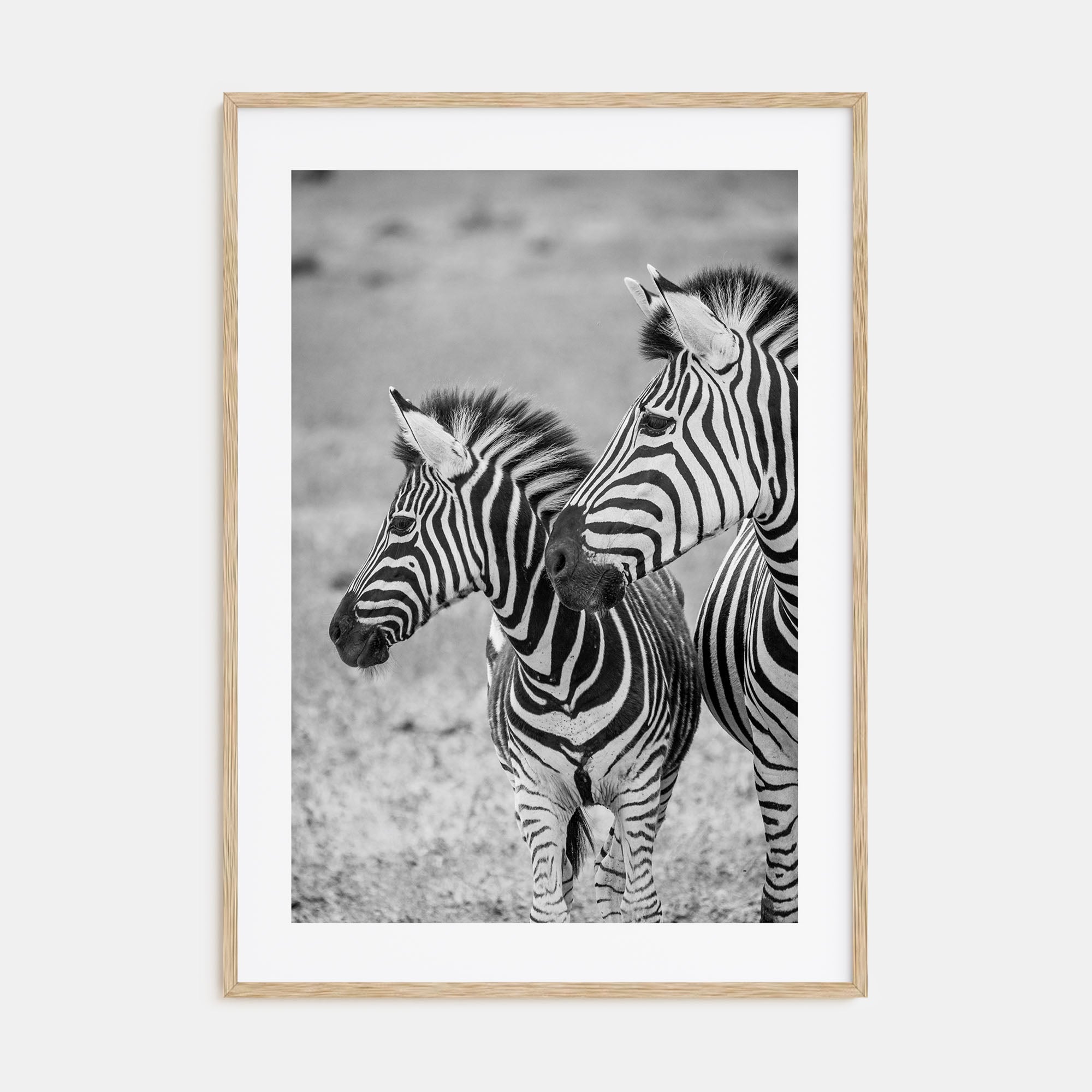 Zebra Photo B&W No 2 Poster