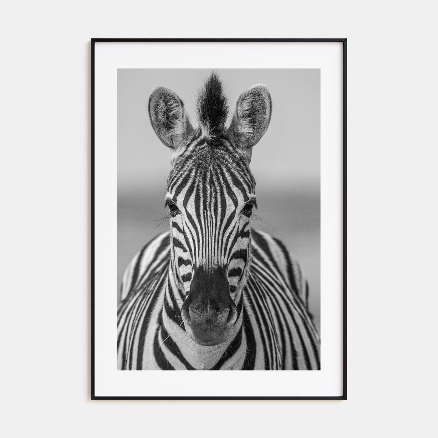 Zebra Photo B&W No 3 Poster