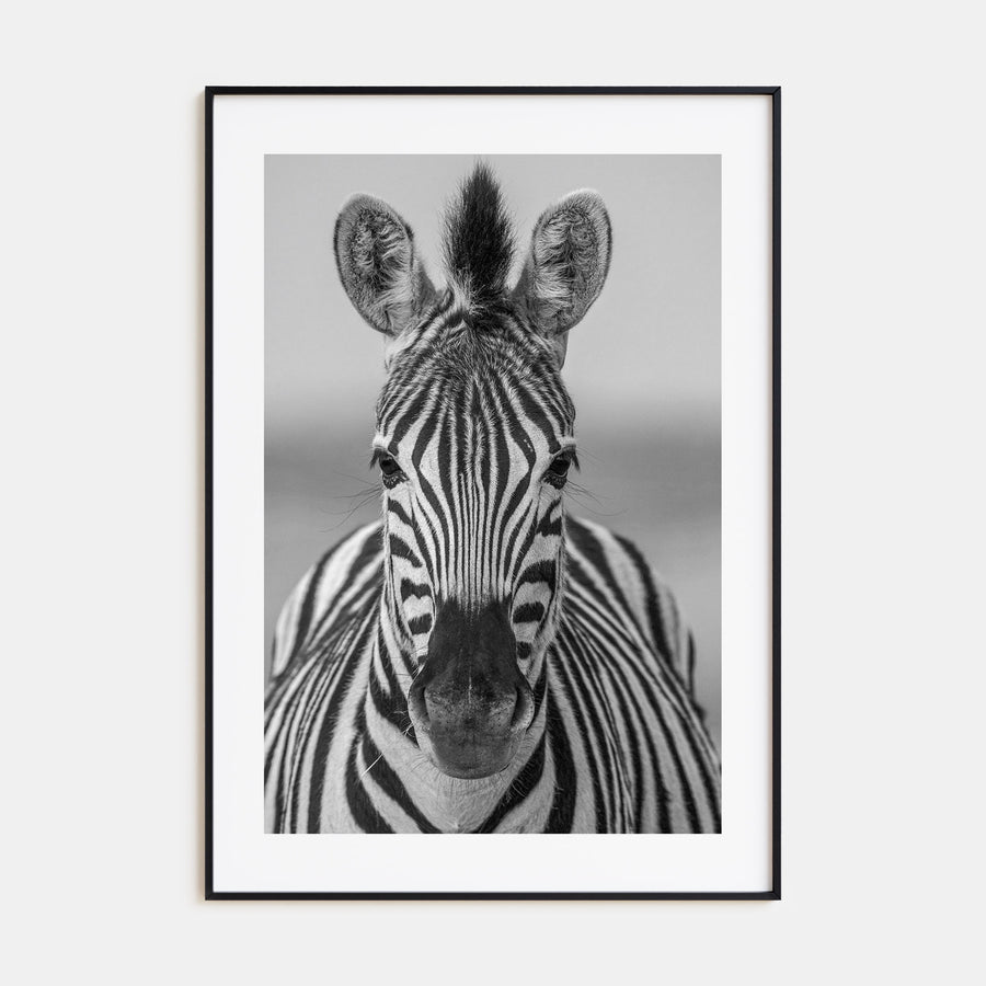 Zebra Photo B&W No 3 Poster