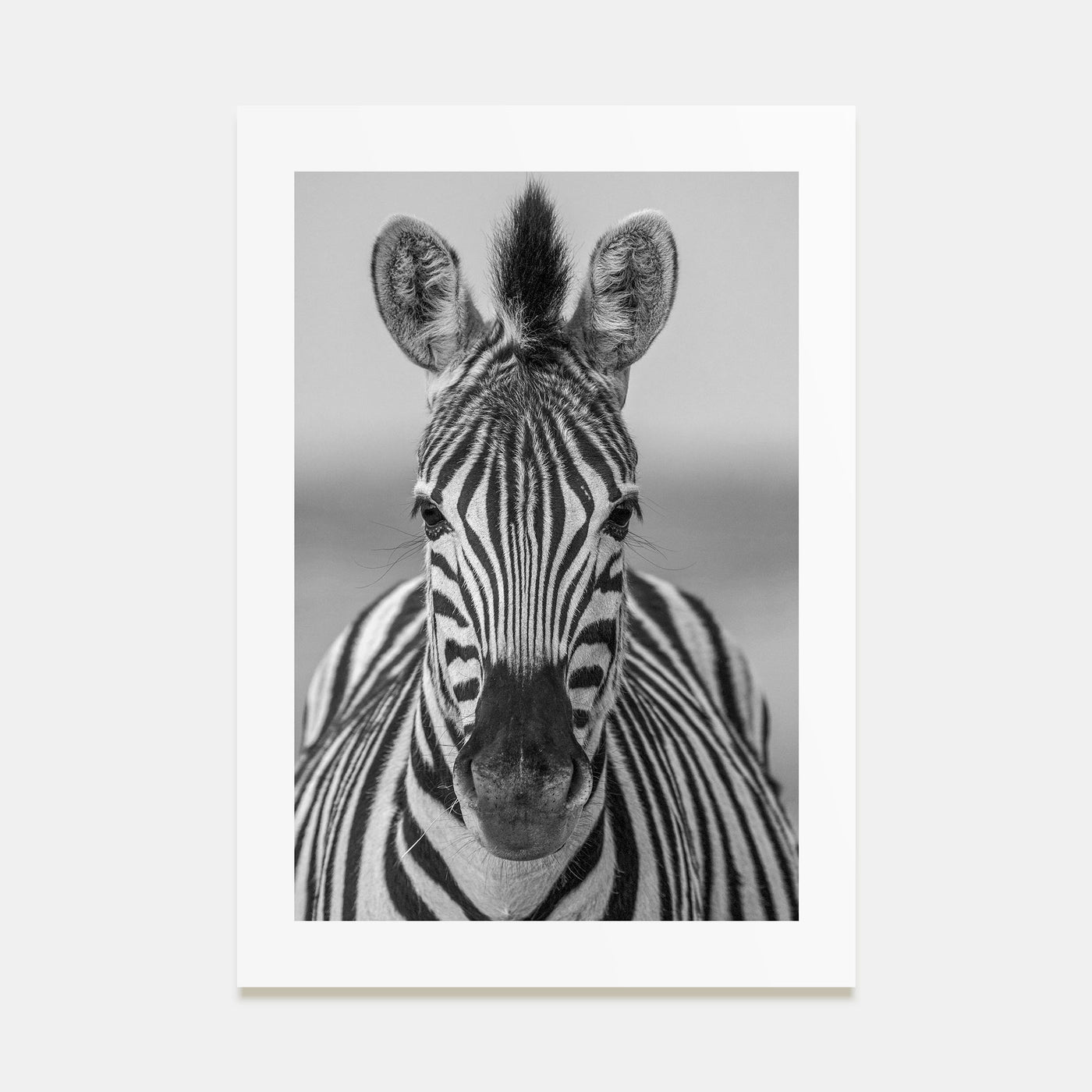 Zebra Photo B&W No 3 Poster
