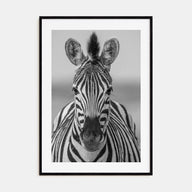 Zebra Photo B&W No 3 Poster