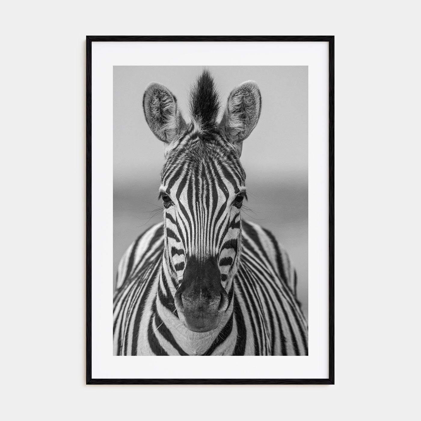 Zebra Photo B&W No 3 Poster