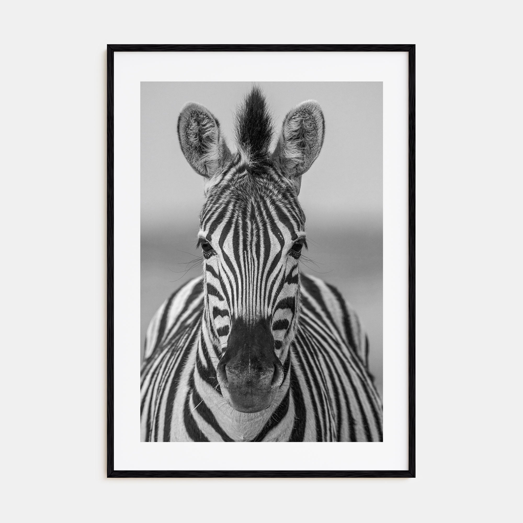 Zebra Photo B&W No 3 Poster