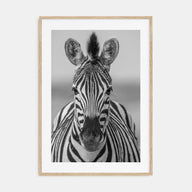 Zebra Photo B&W No 3 Poster