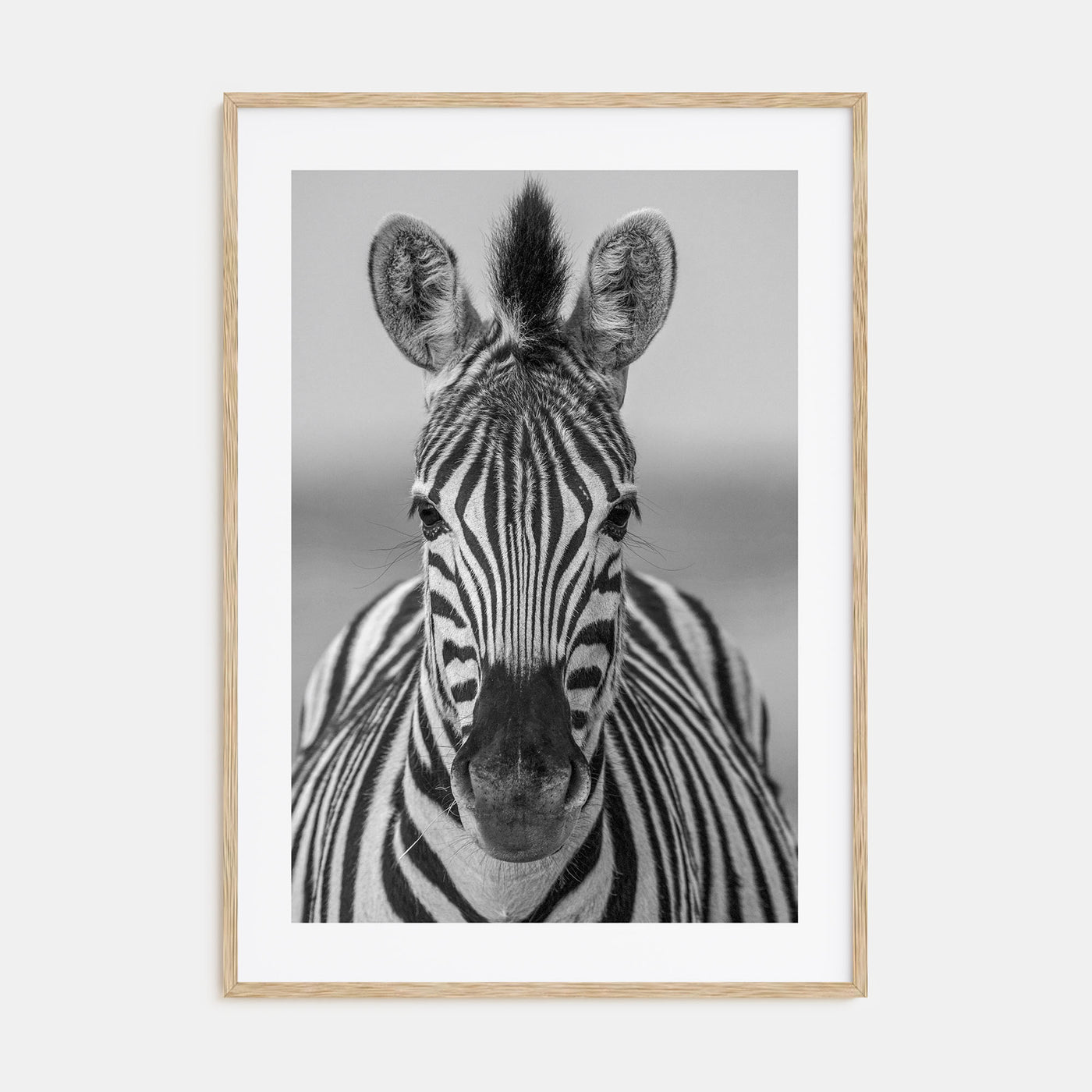 Zebra Photo B&W No 3 Poster