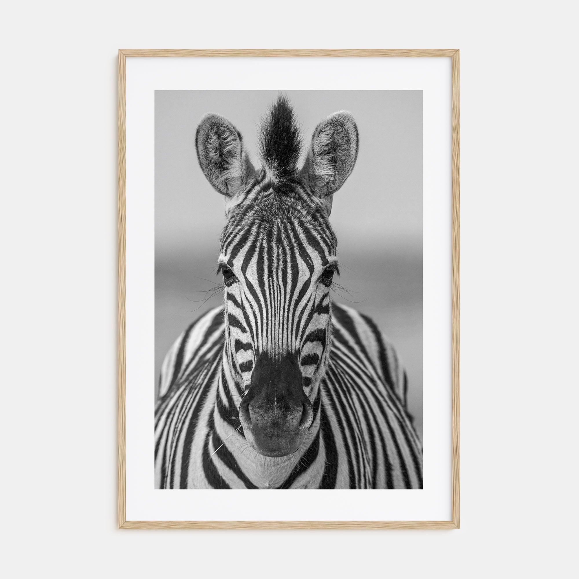 Zebra Photo B&W No 3 Poster