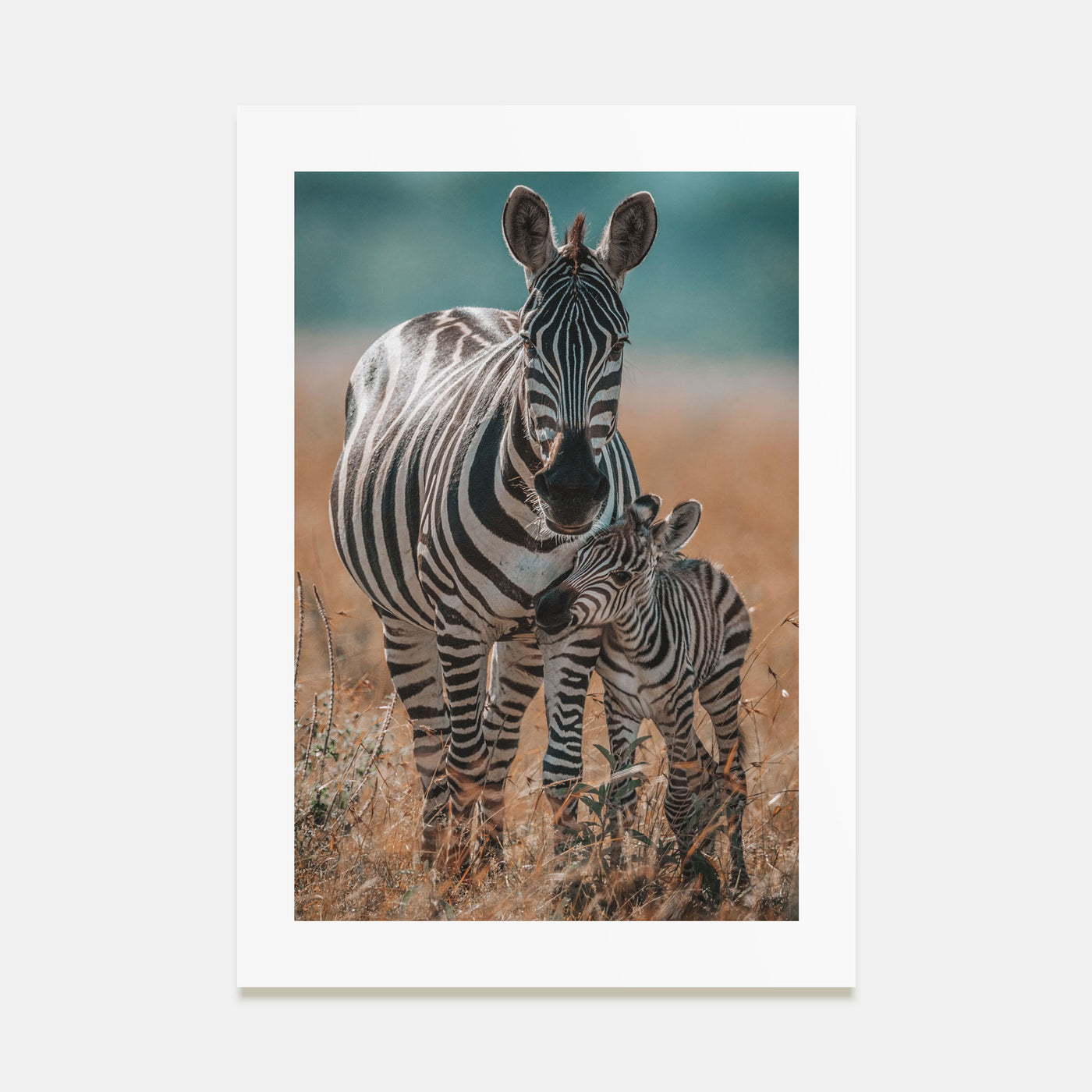 Zebra Photo Color No 1 Poster