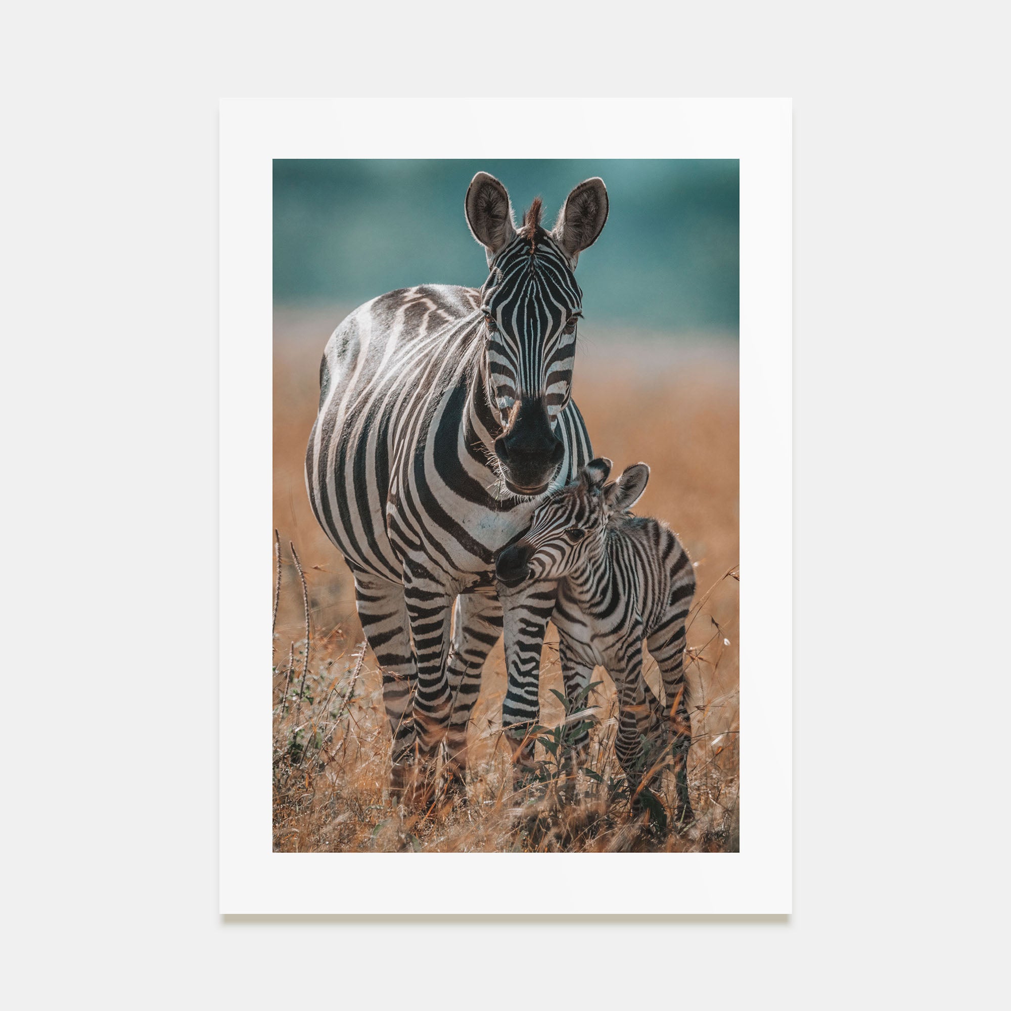 Zebra Photo Color No 1 Poster