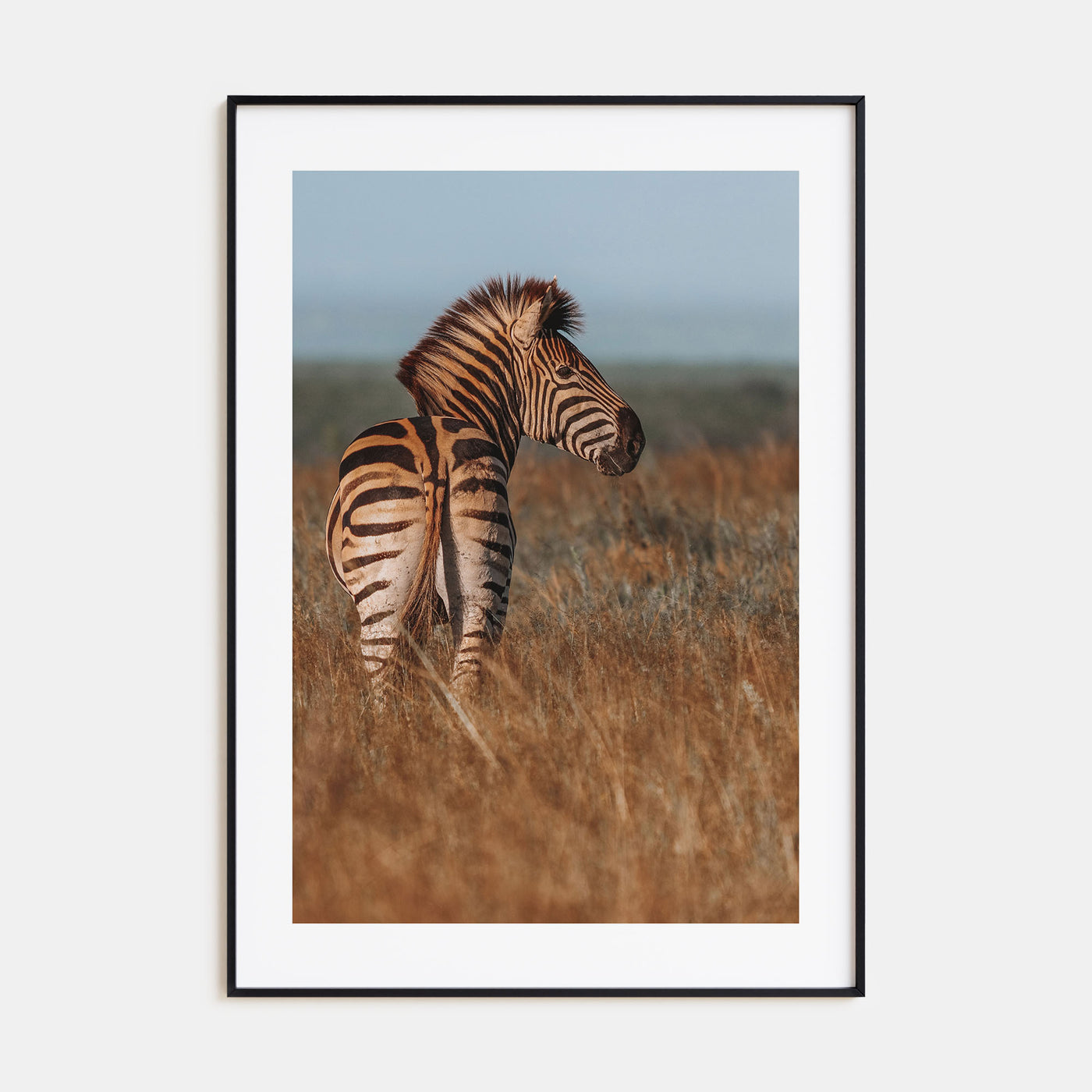 Zebra Photo Color No 2 Poster