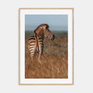 Zebra Photo Color No 2 Poster